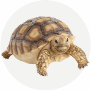 Reptiles